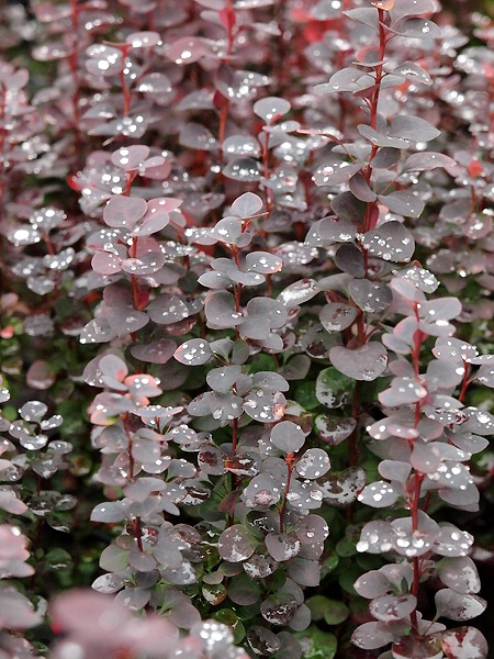 Berberis thunbergii 'Chocolate Summer ®'